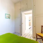 Turquoise فيلة *